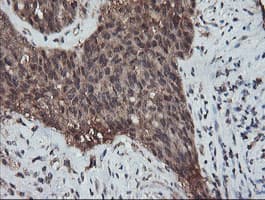 RFPL3 Antibody (clone OTI2G4)