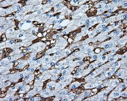 HMRF1L / MTRF1L Antibody (clone OTI1D11)