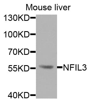 Polyclonal Rabbit anti-Human NFIL3 Antibody (IF, WB)