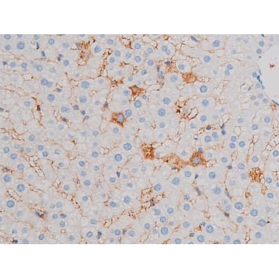 CDC25B Antibody (phospho-Ser323)