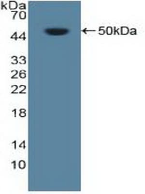 NCL / Nucleolin Antibody (aa388-569)