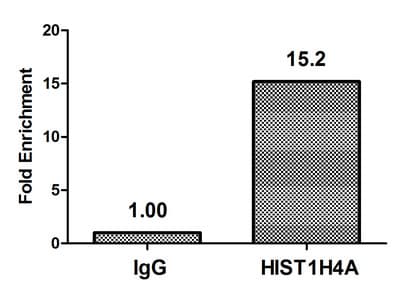 Polyclonal Rabbit anti-Human HIST1H4I Antibody (IHC, IF)