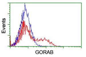 GORAB / SCYL1BP1 Antibody (clone OTI2E6)