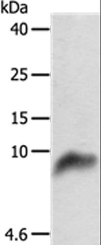 COX7B Antibody
