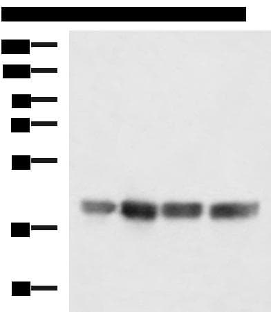 MRPS35 Antibody