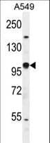 HIF2A / EPAS1 Antibody (aa124-150)