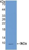 IGF1 Antibody (aa33-102)