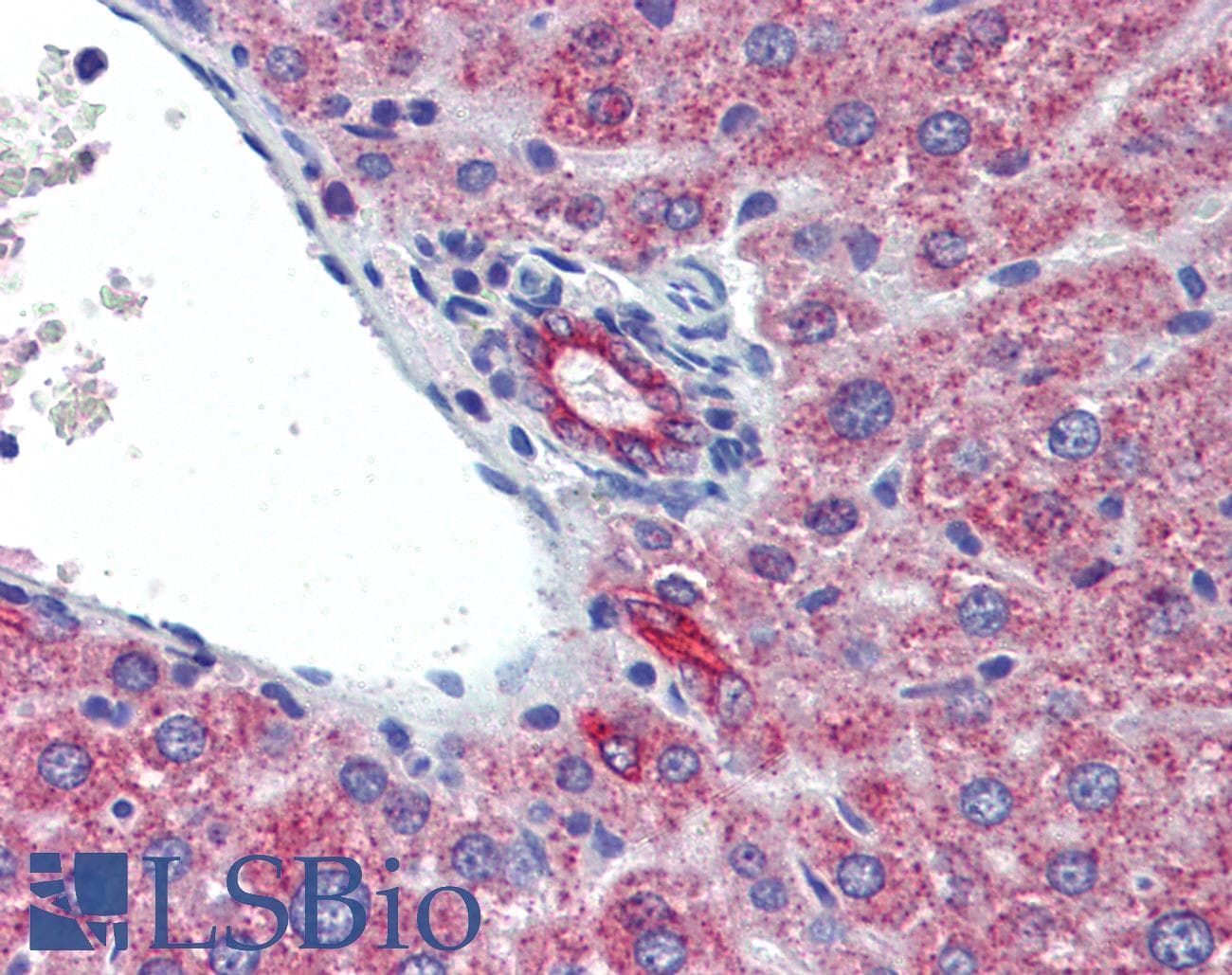 PathPlus™ IL23A / IL-23 p19 Antibody