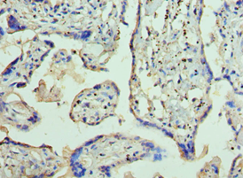 AP2B1 Antibody (aa738-937)