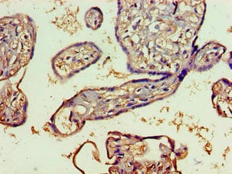 Polyclonal Rabbit anti-Human SPATS2L Antibody (aa1-395, IHC)