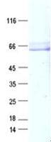 Human SH3BP5 / SAB Protein (Recombinant DDK,C-terminus)
