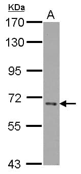 CERCAM Antibody