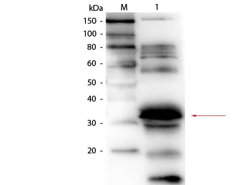 FOLR1 / Folate Receptor Alpha Antibody (Lyophilized, Biotin)
