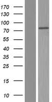 TMEM168 Protein (Over-Expression Lysate Myc-DDK (Flag))