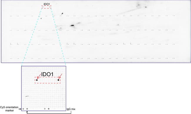 IDO1 / IDO Antibody (clone UMAB126)