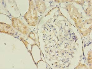C10orf53 Antibody