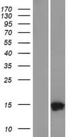 TMEM256 / C17orf61 Protein (Over-Expression Lysate Myc-DDK (Flag))