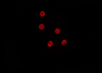 PRDM14 Antibody