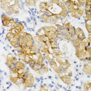 GHRL / Ghrelin Preproprotein Antibody