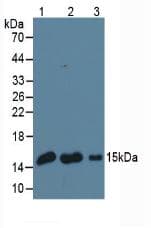 LGALS1 / Galectin 1 Antibody (Biotin)