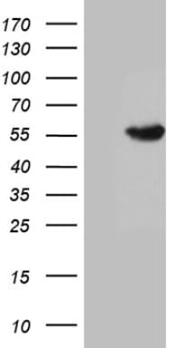 SPOCK2 Antibody (clone OTI1C10)