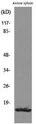 BLC / CXCL13 Antibody