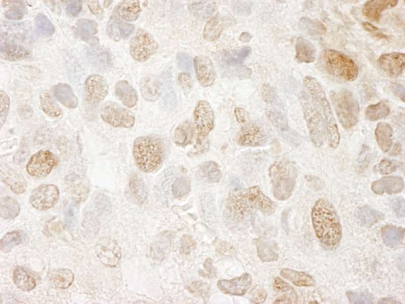 PPIG / Cyclophilin G Antibody (aa450-500)