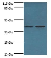GFOD2 Antibody (Biotin)