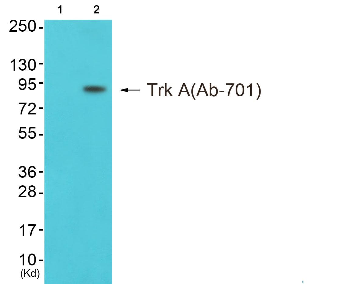 Polyclonal Rabbit anti-Human NTRK1 / TrkA Antibody (Ab-701, IHC, WB)