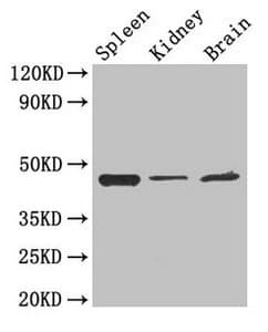LAMP2 / CD107b Antibody