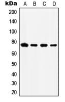 IHC-plus™ HSPA5 / GRP78 / BiP Antibody (C-Terminus)