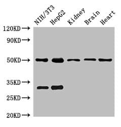 GCM2 Antibody