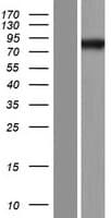 CAGE1 / Cancer Antigen 1 Protein (Over-Expression Lysate Myc-DDK (Flag))