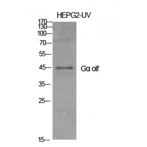 GNAL Antibody (10-90 aa, Internal)