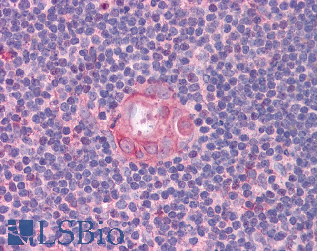IHC-plus™ Monoclonal Mouse anti-Human CD80 Antibody (clone 2A2, IHC, IF)