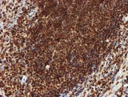 CRYZL1 Antibody (clone OTI2F9)