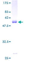 Human KCNIP3 / Dream / Calsenilin Protein (Recombinant GST)