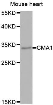 CMA1 / Mast Cell Chymase Antibody