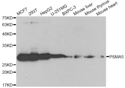 PSMA5 Antibody