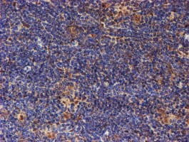 PSMD2 Antibody (clone OTI1G6)