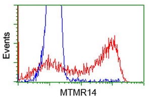 MTMR14 Antibody (clone OTI7B2, Carrier-free)