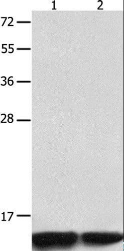 MLC2 / MYL9 Antibody