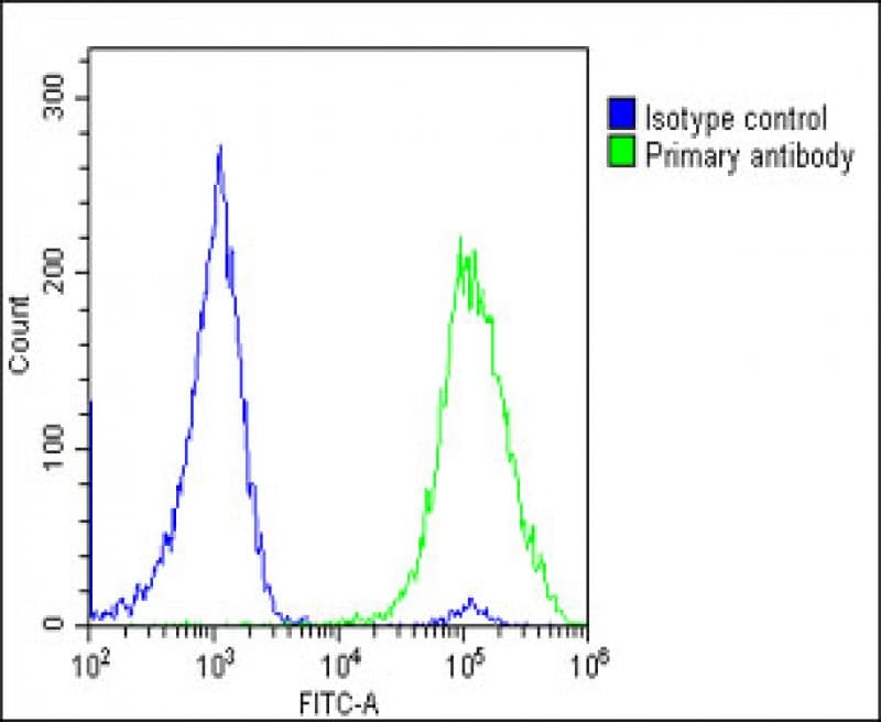 TK1 / TK / Thymidine Kinase Antibody (Internal)