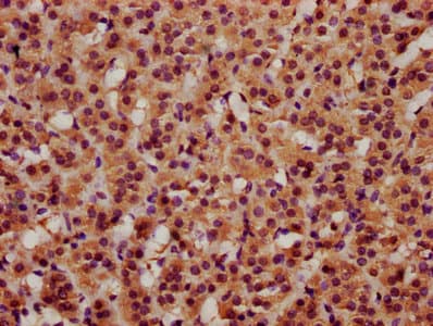 Polyclonal Rabbit anti-Human BRINP3 / FAM5C Antibody (IHC, WB)