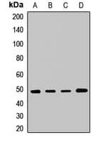 VPS4A Antibody