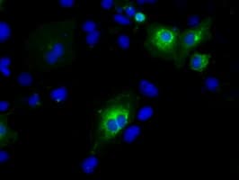 PTPRE / PTP Epsilon Antibody (clone OTI3H8)