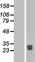 TSPAN14 Protein (Over-Expression Lysate Myc-DDK (Flag))