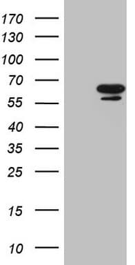 NR6A1 / GCNF Antibody (aa1-248, clone OTI6F3, Carrier-free)