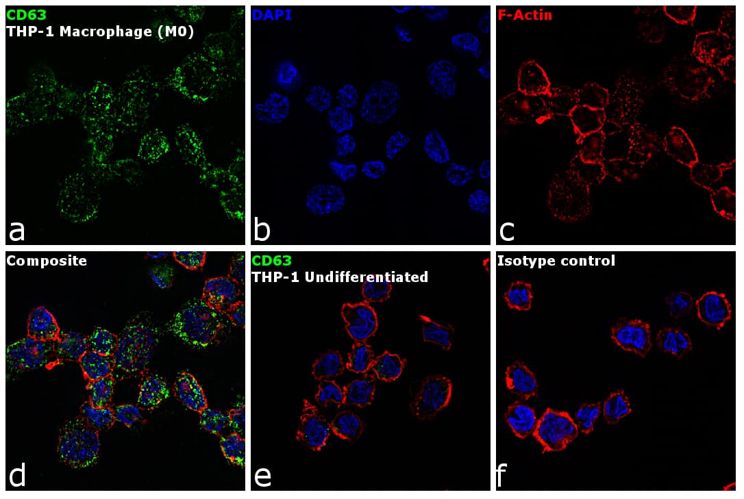 Monoclonal Mouse anti-Human CD63 Antibody (clone MEM-259, FITC, IF)