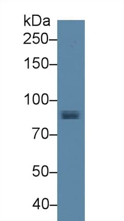 STAT1 Antibody (aa343-602)